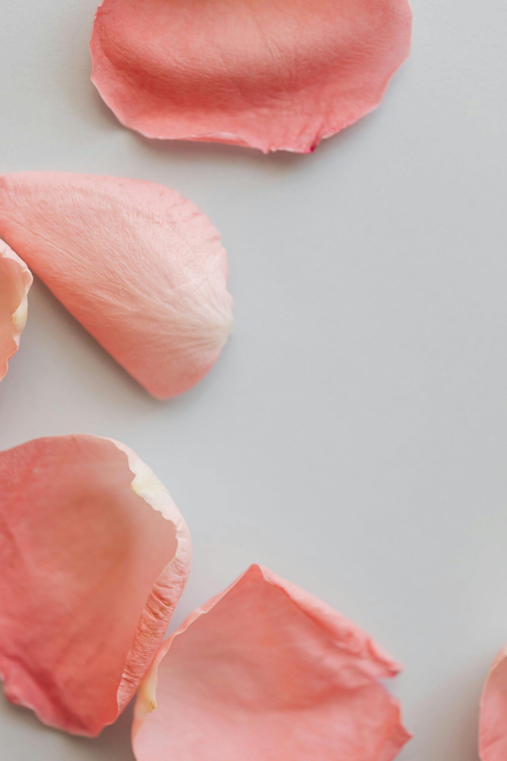 Delicate scattered pink rose petals on a white background, perfect for romantic themes.