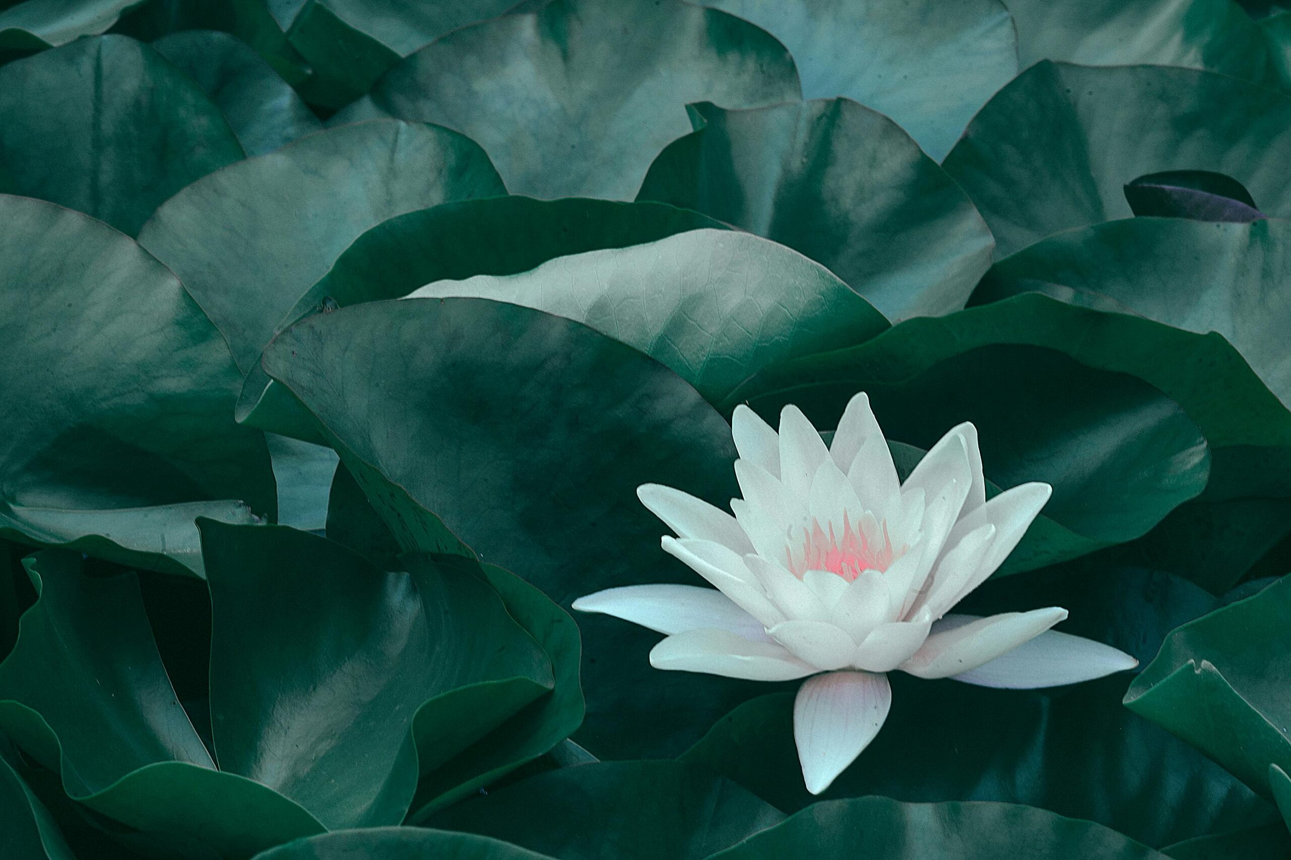 A peaceful white lotus flower amidst lush green lily pads, offering tranquility and natural beauty.